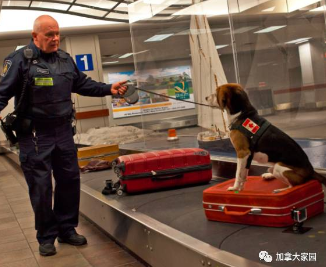 加拿大海关最近严查中国入境者行李!