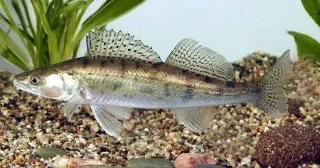 加拿大人最爱吃的五种鱼,华人竟很多没见过?