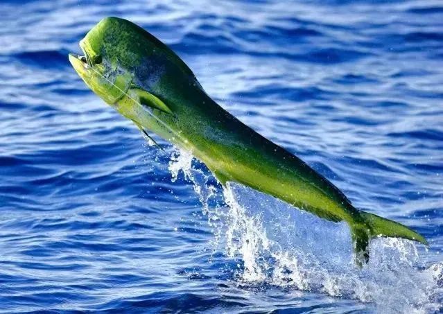 加拿大人最爱吃的五种鱼,华人竟很多没见过?