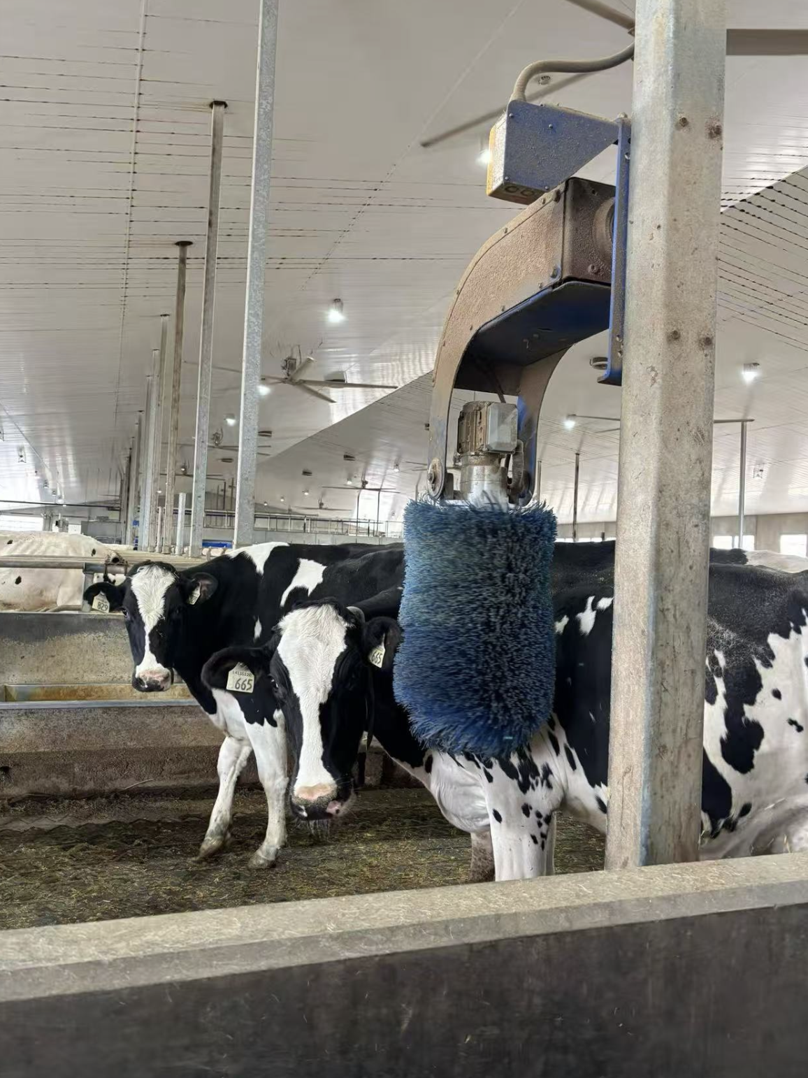 【岗位速递】🇨🇦萨省养牛工人