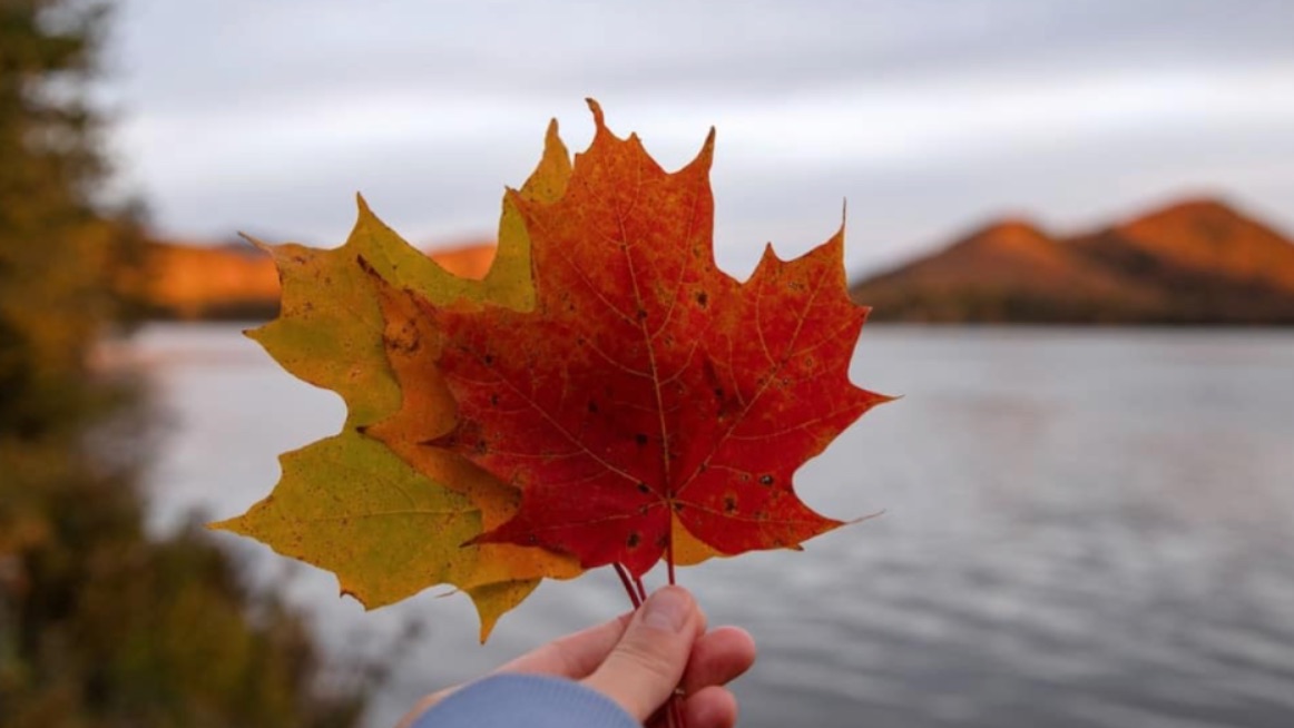 加拿大省提名计划2025大逆转！多省名额上调！