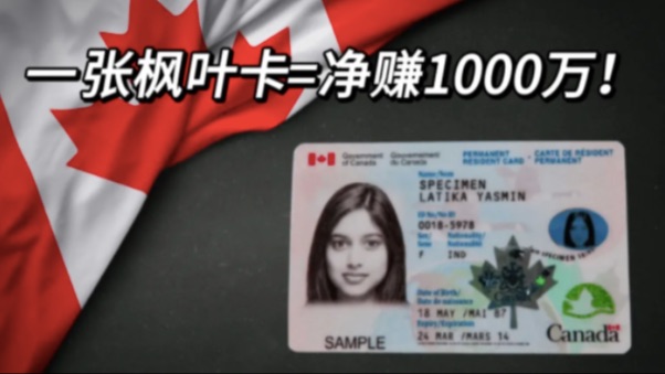 枫叶卡含金量上涨！一张枫叶卡=净赚1000万！